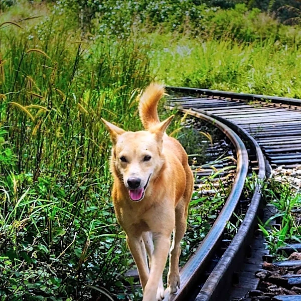 San Francisco Pitbull Rescued After Two Days in Railway Tunnel