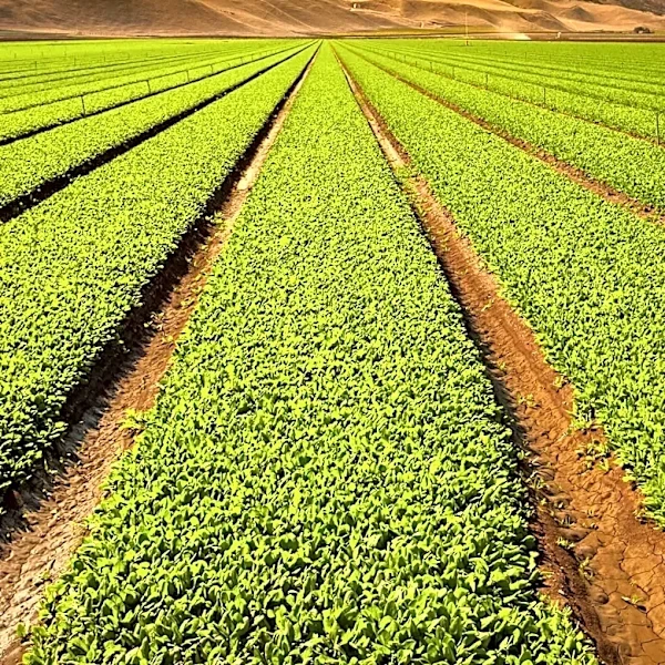 CGIAR Appoints Former Ethiopian Prime Minister as New Board Chair to Enhance Agricultural Solutions