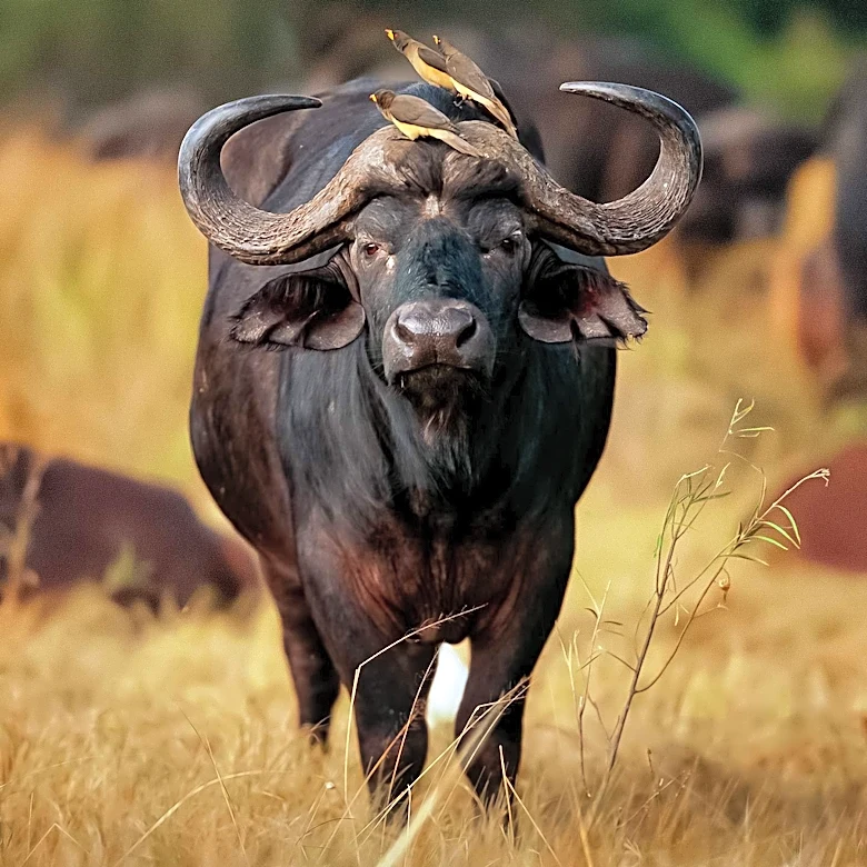 World's Smallest Buffalo Born at Chester Zoo Weighs Just 15 lbs
