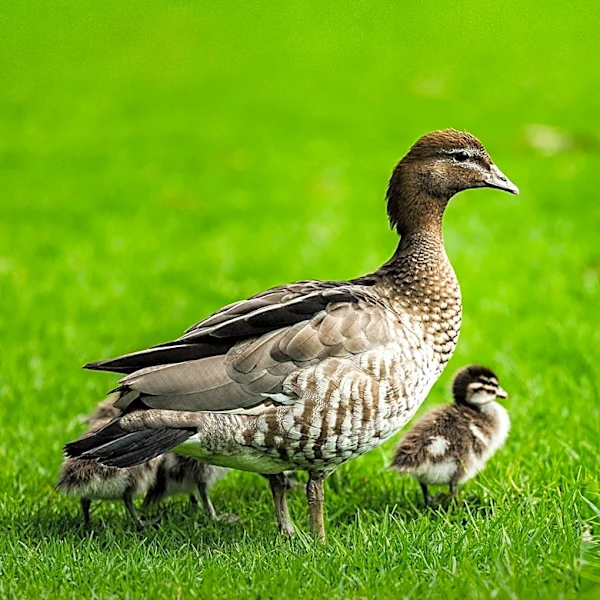 H5N1 Avian Flu Outbreak in Australia Raises Concerns Over Wildlife Impact