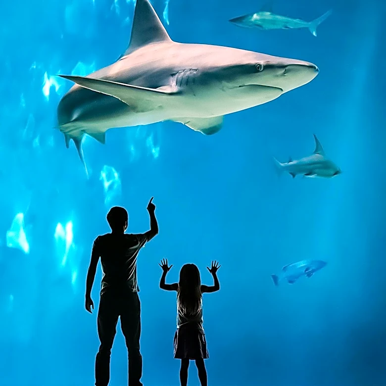 SeaWorld San Diego Closes Due to Power Outage Caused by Electrical Issue