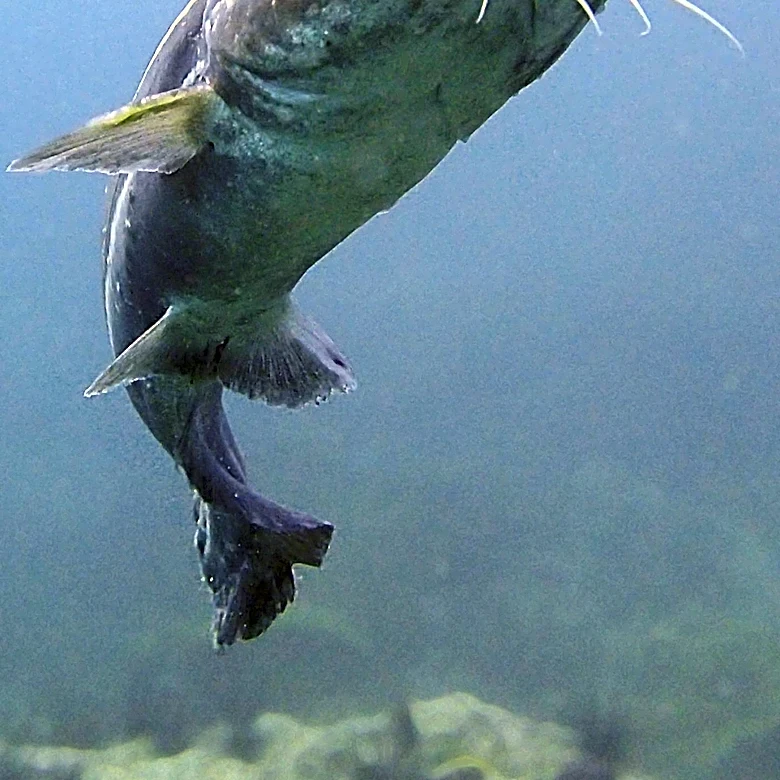 Massive Catfish Caught in Southern California Lake; 'Catzilla' Still Elusive