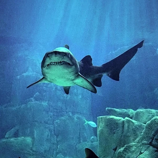 New York Deploys Drones Amid Rising Shark Sightings