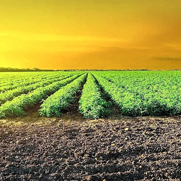 Wilton Simpson's Campaign for Florida Commissioner of Agriculture Focuses on Farm Preservation