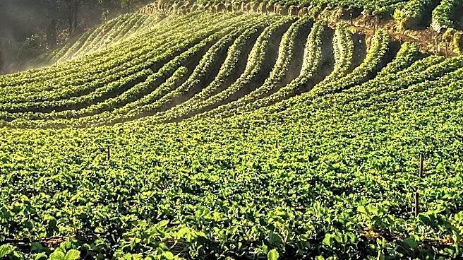 U.S. House Passes Farm Bill Amidst Last-Minute Negotiations, Awaits Senate Decision