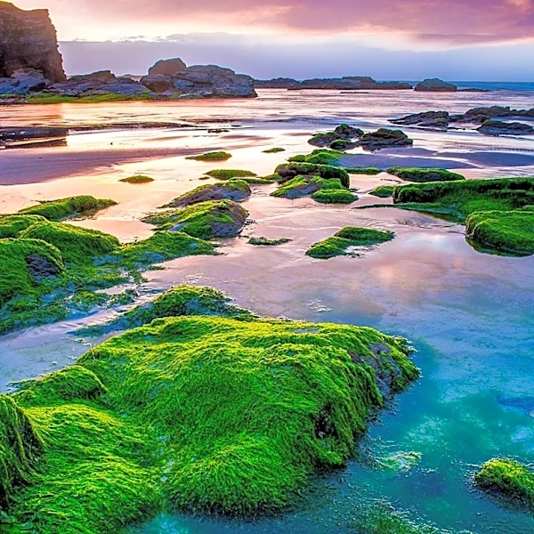 40 Massachusetts Beaches Closed Due to Bacteria and Algae Levels
