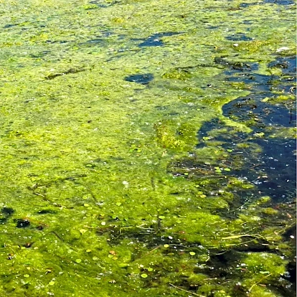 Maryland Health Officials Warn of Increased Flesh-Eating Bacteria Risk in Chesapeake Bay