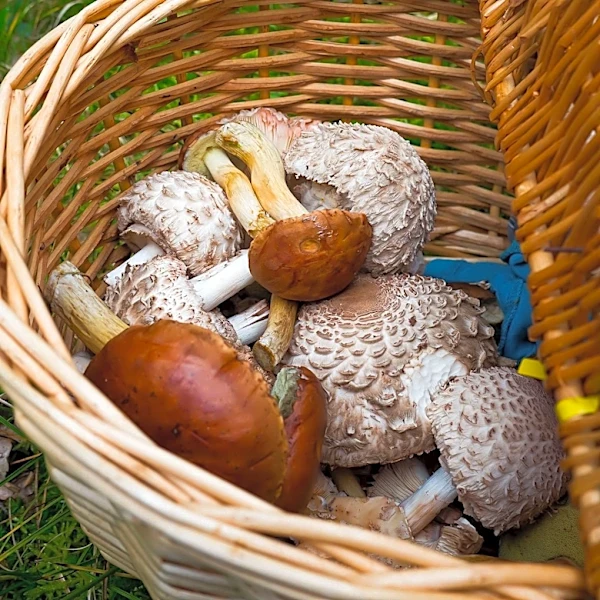 Park County Mushroom Poisoning Incident Highlights Foraging Risks
