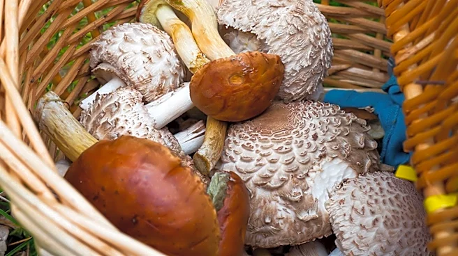 Park County Mushroom Poisoning Incident Highlights Foraging Risks