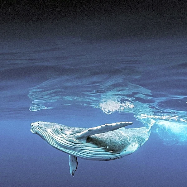 Icelandic Authorities Detain Paul Watson Foundation Vessel After Whaling Disruption