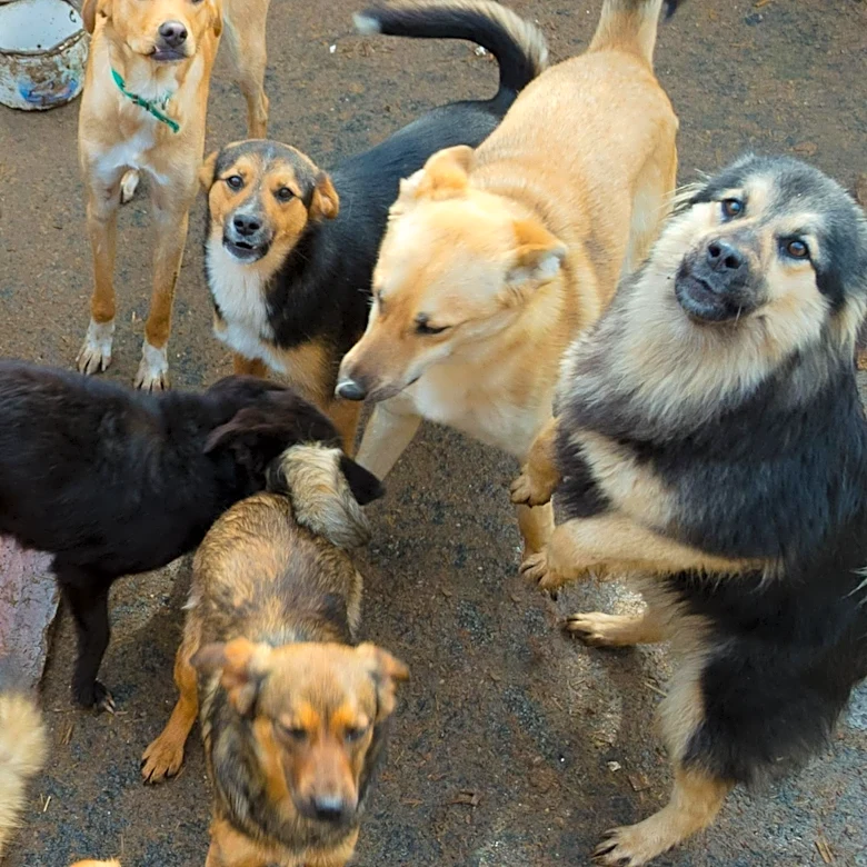 Oakland Animal Services Offers Free Adoptions for Large Dogs Amid Overcrowding