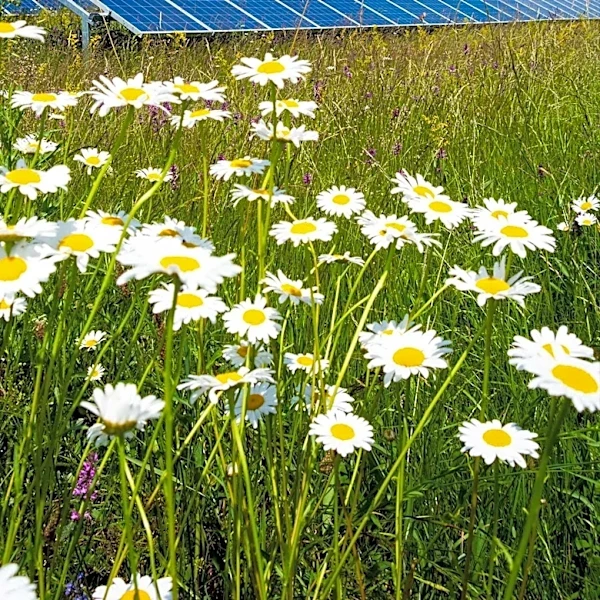UK Solar Capacity Reaches 22.8 GW Amid Surge in Installations and New Regulations