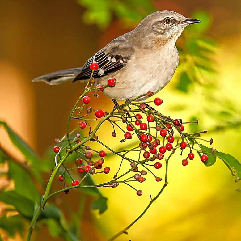Study Reveals Female Birds Have Shorter Lifespans Than Males in North America