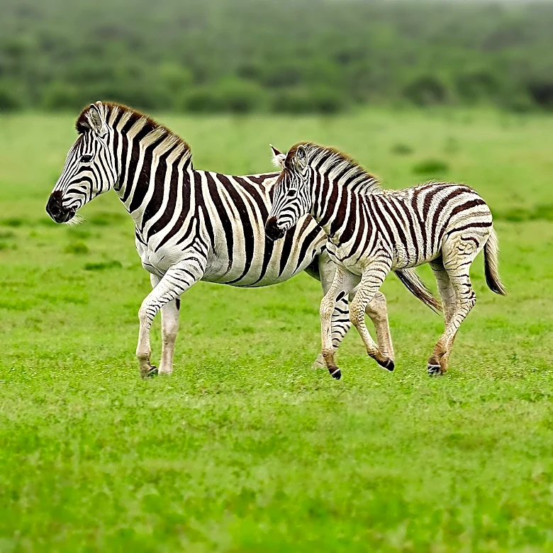 Cape May Zoo Seeks Public Input for Naming New Zebra Foal