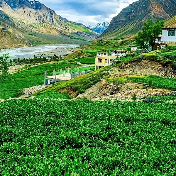 Jammu and Kashmir Government Enforces Agricultural Pause Periods to Prevent Labor Shortages