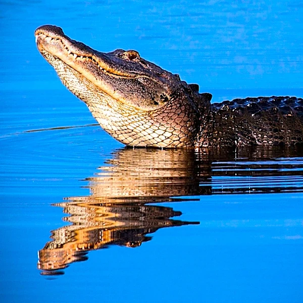 Alligator Found on Central Florida High School Campus Safely Relocated