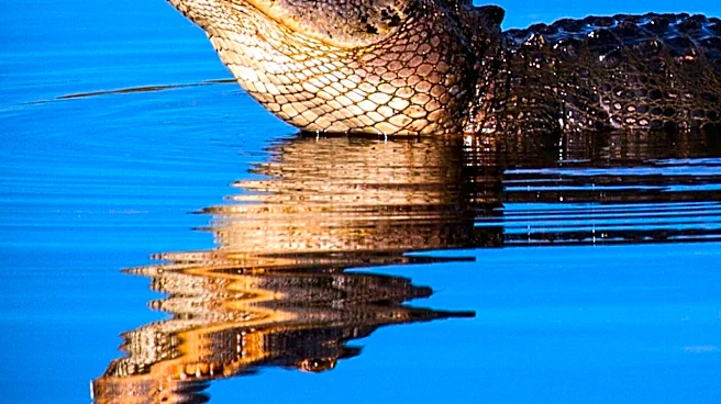 Alligator Found on Central Florida High School Campus Safely Relocated