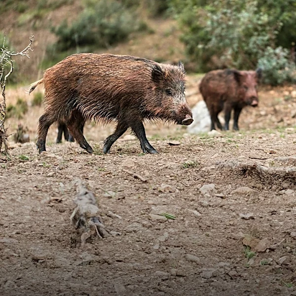 Wild Boars on Japanese Island Develop Taste for Rabbits Due to Tourist Feeding