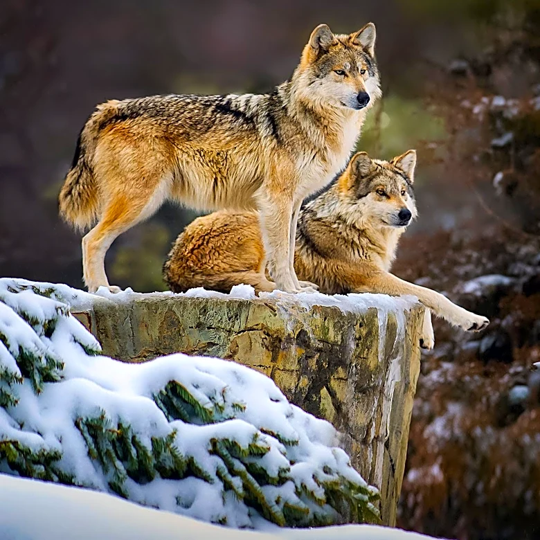 Yellowstone's Wolf Reintroduction: Balancing Conservation and Human Interests
