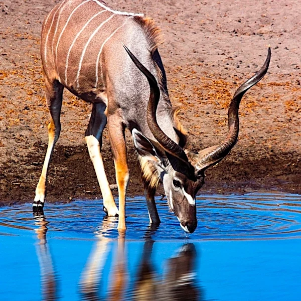 Denver Zoo Kudus Adapt to Colorado's Winter Climate by Eating Snow
