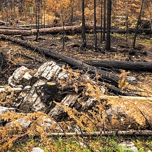 Lightning-Sparked Silvertip Fire Burns 4,142 Acres in Flathead National Forest