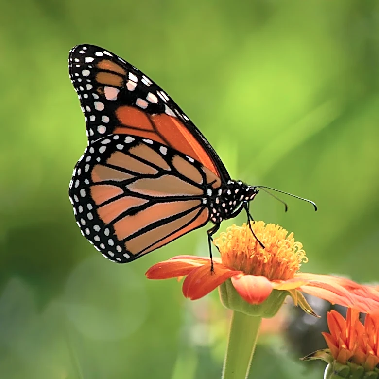 Monarch Butterfly Populations Show Signs of Recovery Amid Conservation Efforts