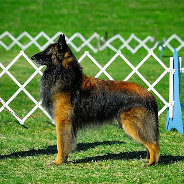 Columbiana County Kennel Club Hosts Major Dog Show in Canfield, Ohio