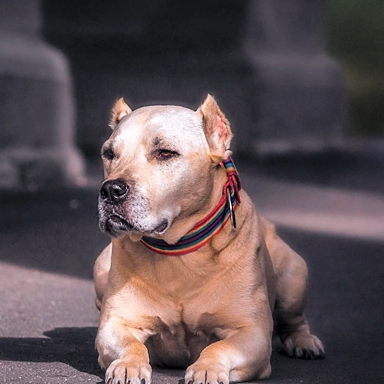 San Francisco Police Rescue Pitbull Trapped in Railway Tunnel for Two Days