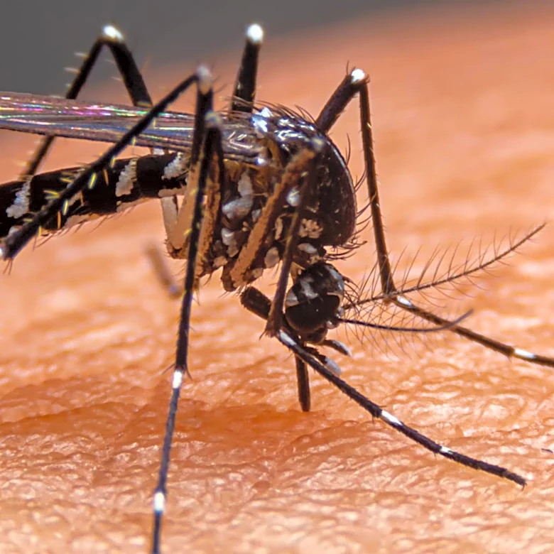 First Case of Rare Tickborne Bourbon Virus Confirmed in New York, Raising Public Health Concerns