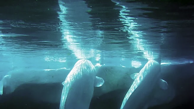 Beluga Whales Relocated to U.S. from Canadian Marine Park Due to Care Limitations
