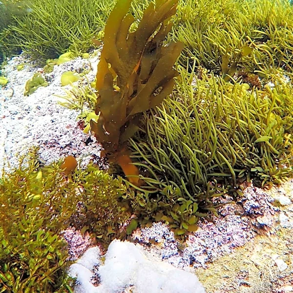 Strait of Hormuz Closure Raises Global Bioinvasion Concerns
