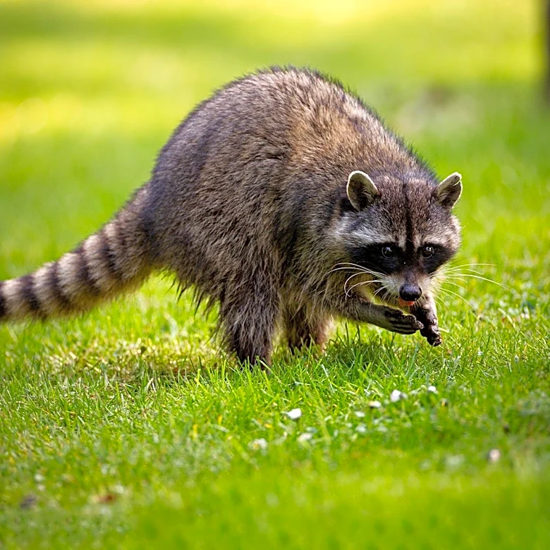 South Carolina Health Officials Alert Public After Rabies Cases in Raccoon and Bat