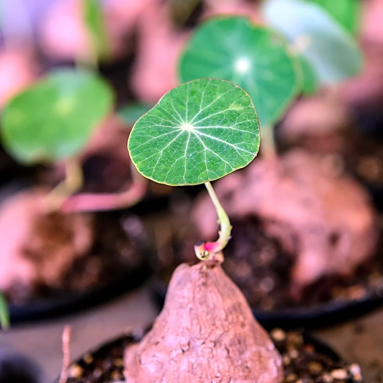 University Initiative Aims to Preserve Pipevine and Boost Butterfly Populations