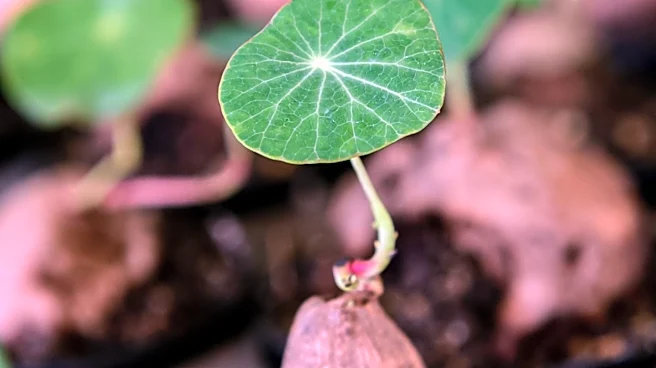 University Initiative Aims to Preserve Pipevine and Boost Butterfly Populations