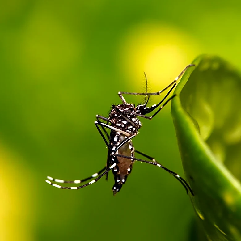 Jamestown Canyon Virus Detected in Mosquito Batches in New Hampshire Communities