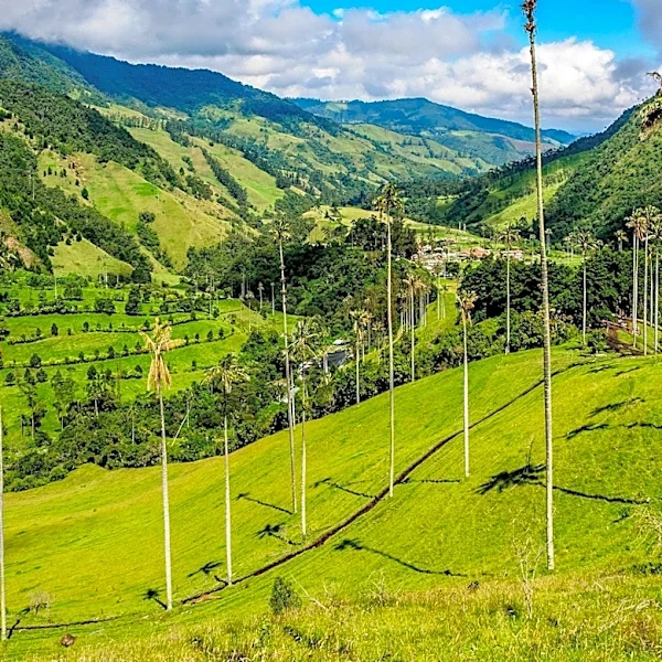 Colombia's Deforestation Increases by 5% in 2025 Amidst Environmental Policy Shifts
