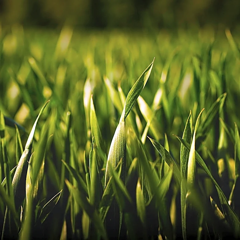 Kansas State University Warns of Fall Armyworm Threat to Lawns