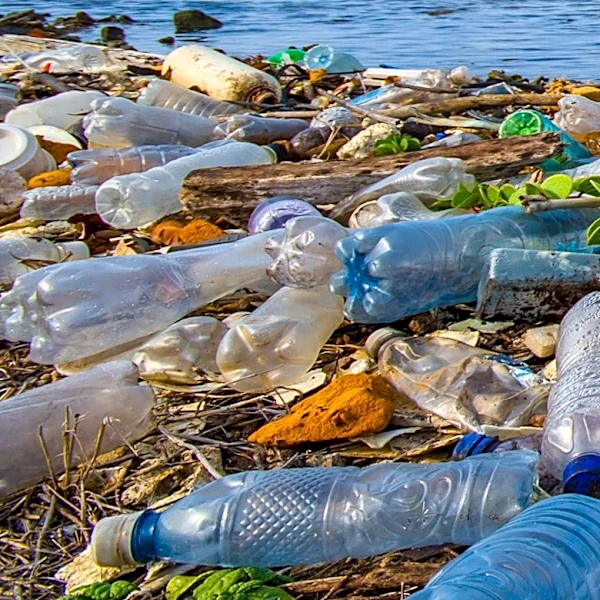 Household Chemical Disposal Practices Highlight Environmental Risks