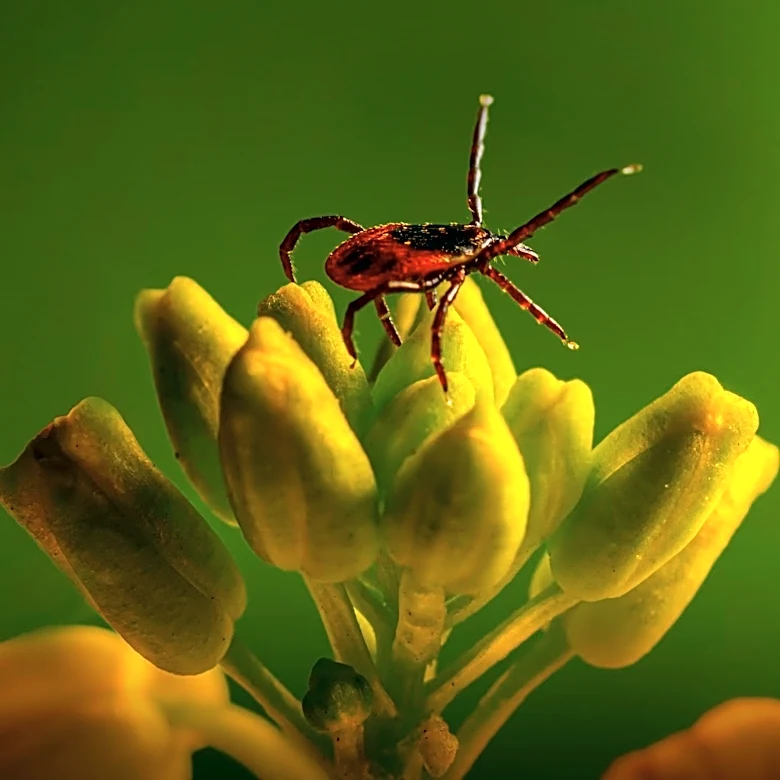 Health Officials Warn of Rare Tick-Borne Illness on Long Island Affecting Residents
