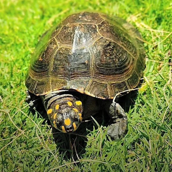 New Jersey Community Mobilizes to Collect Over 150 Turtles Illegally Dumped Near Rahway River