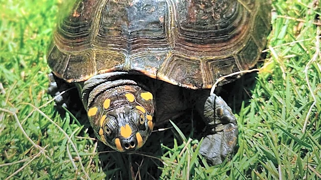 New Jersey Community Mobilizes to Collect Over 150 Turtles Illegally Dumped Near Rahway River