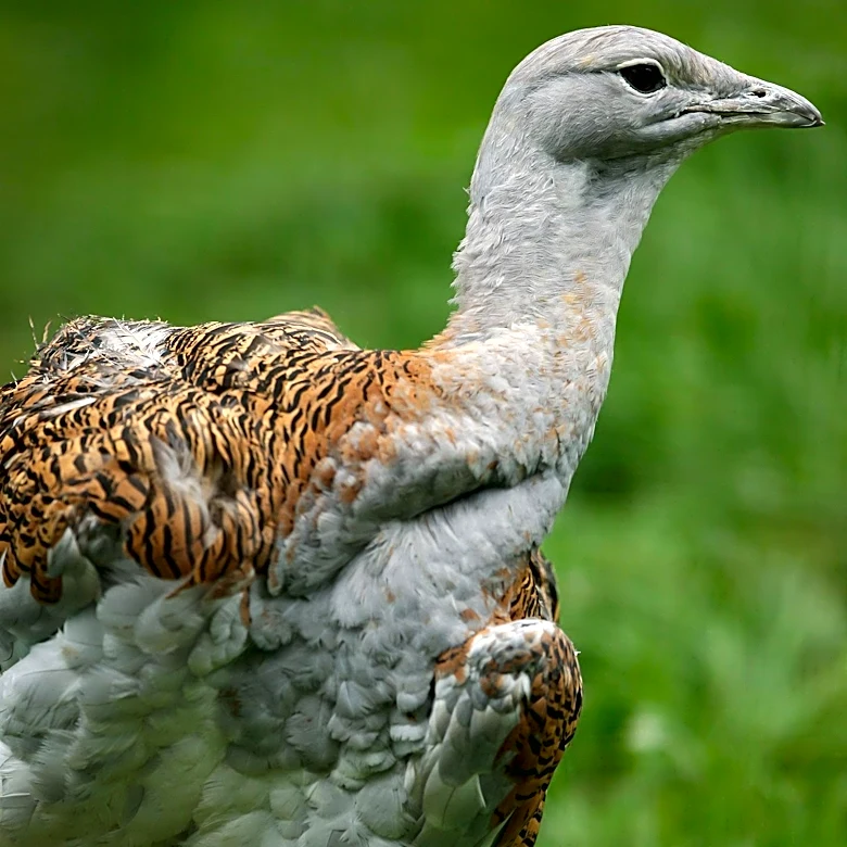 Australian Authorities Report First Mass Mortality Event Due to Bird Flu Among Native Birds