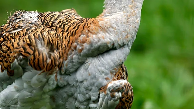 Australian Authorities Report First Mass Mortality Event Due to Bird Flu Among Native Birds