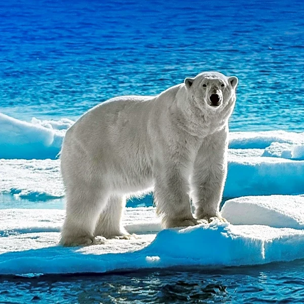 Erik the Polar Bear Returns to Hull Maritime Museum After Renovation