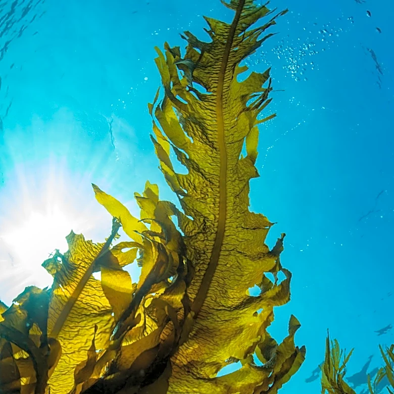 Kelp Forest Decline Threatens Coastal Ecosystems and Cultural Practices