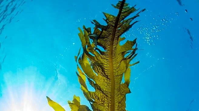 Kelp Forest Decline Threatens Coastal Ecosystems and Cultural Practices