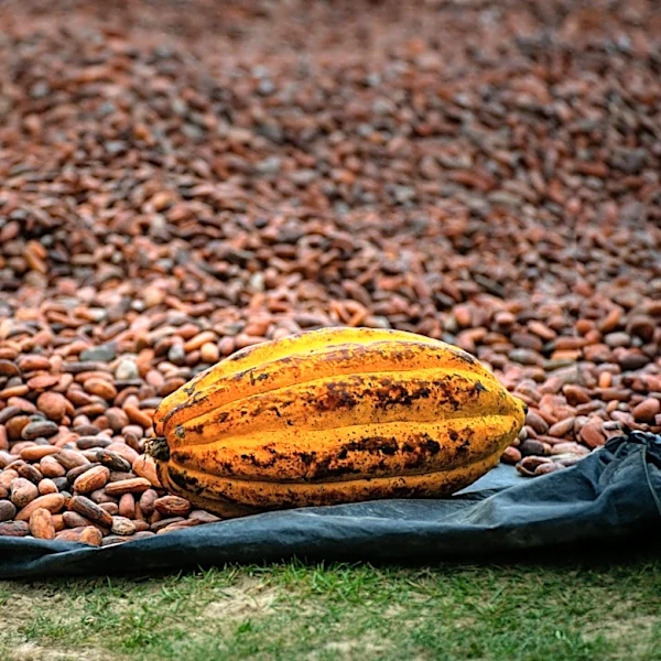 Ghana's Cocoa Production Faces 16% Decline, Raising Concerns Over Global Chocolate Prices