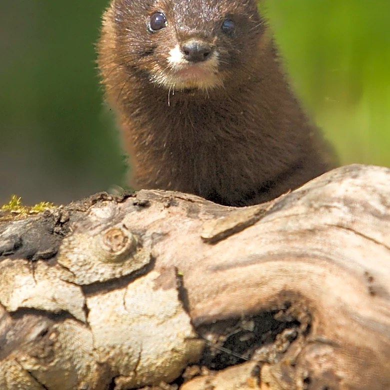 Authorities Investigate Mink Sightings After Escape from Icelandic Fur Farm