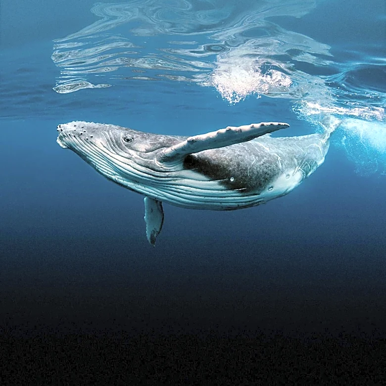 Conservation Efforts Aim to Protect Endangered Whales in British Columbia Waters