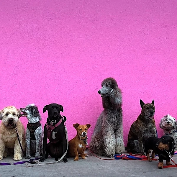 NBCUniversal Launches 12th Annual Clear The Shelters Campaign to Boost Pet Adoptions